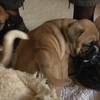 Un’allevatrice di cani dai piedi forti